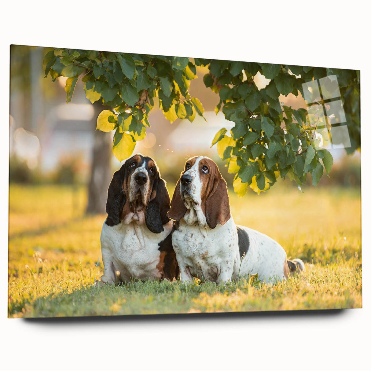 Basset Hound wall art design displayed on a clear acrylic glass panel, showcasing a side view of the adorable dog breed with vibrant colors and intricate details, perfect for pet lovers' home decor.