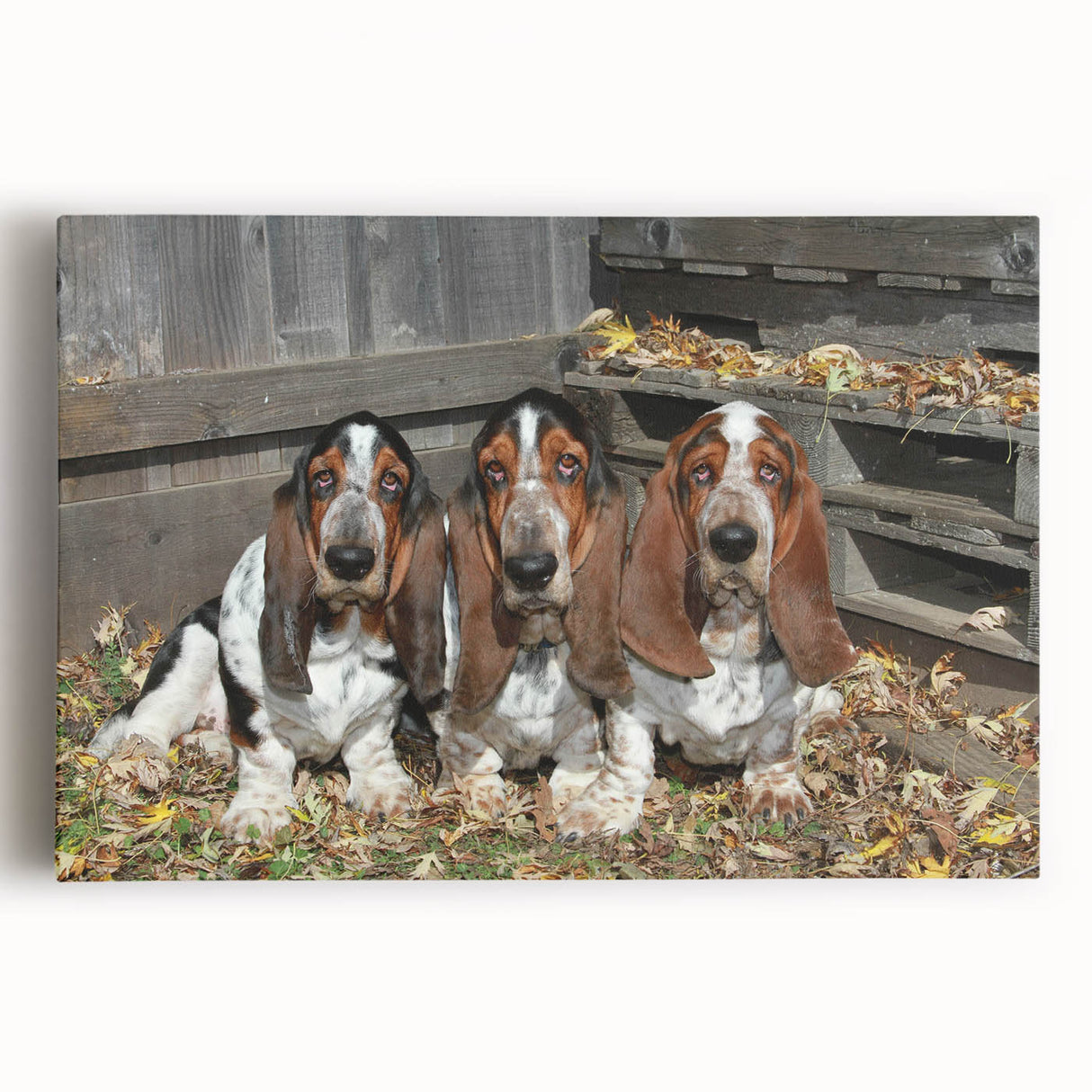 Basset Hound wall art canvas featuring a vibrant, detailed front view of the dog, ideal for pet lovers and home decor enthusiasts, showcasing rich colors and textures.