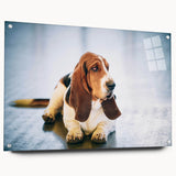 Basset Hound wall art collection displayed in a stylish acrylic frame with pins, showcasing a side view of the charming dog design, perfect for pet lovers' decor.