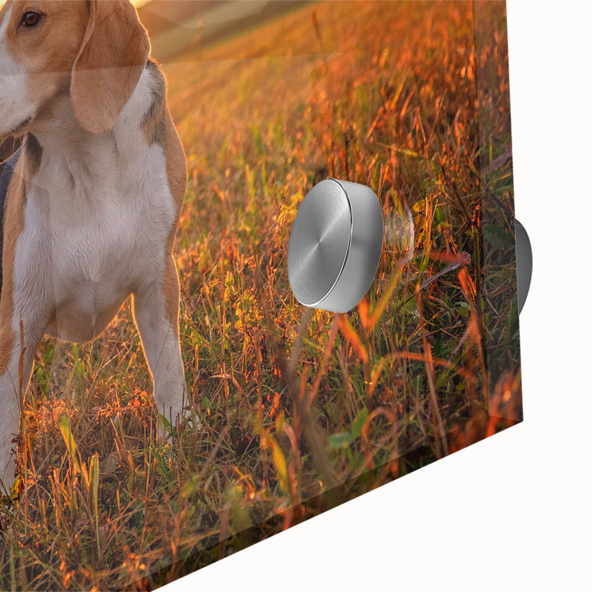 Close-up of a vibrant beagle dog wall art design on acrylic glass, showcasing detailed fur textures and rich colors, ideal for pet lovers' home decor.
