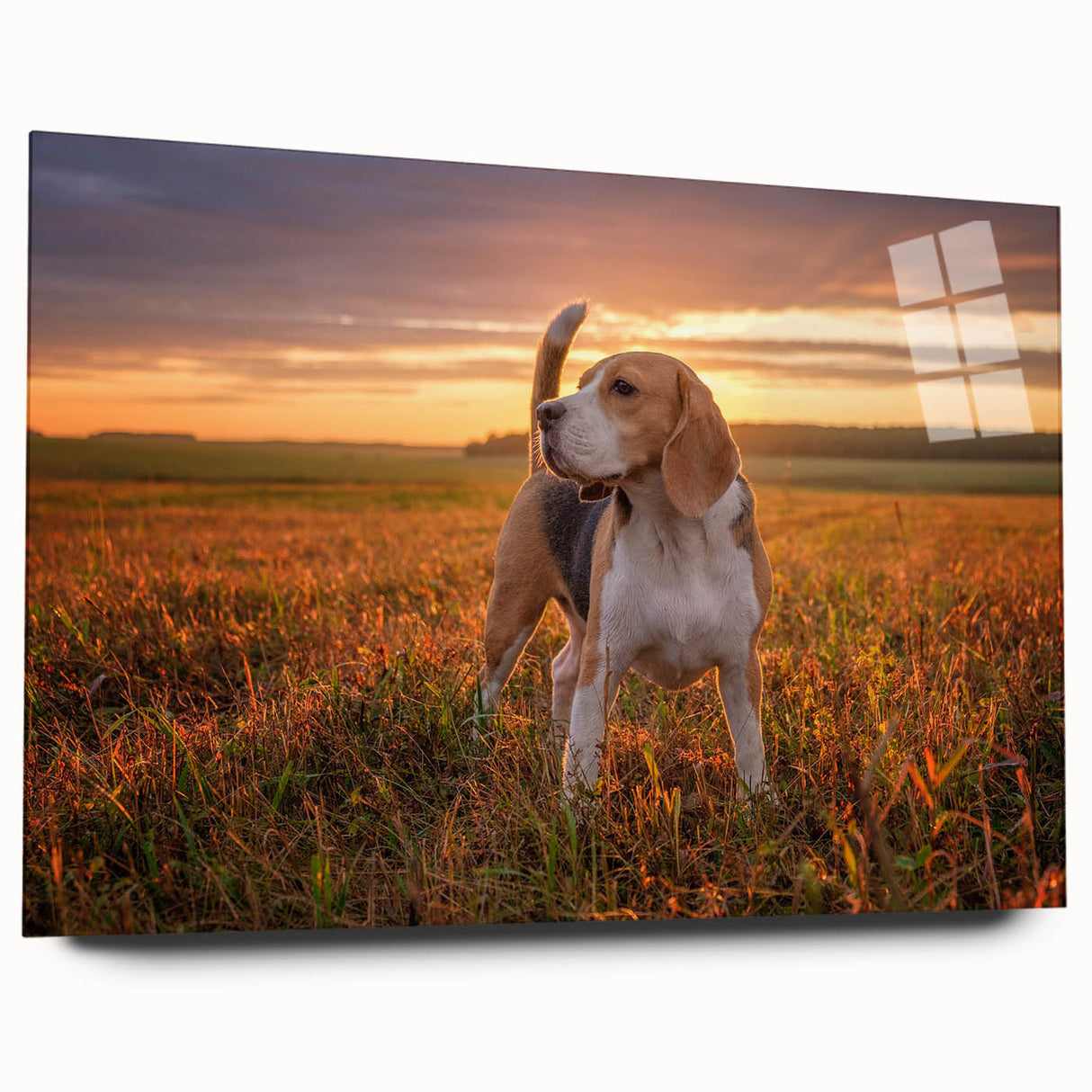 Beagle wall art collection displayed in an acrylic glass frame, showcasing a vibrant design of a beagle in a side view, perfect for dog lovers' decor.
