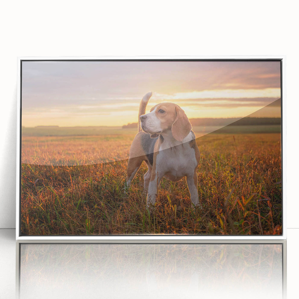 Framed acrylic wall art showcasing a stylish beagle design in a modern white frame, ideal for pet lovers' home decor. Perfect for adding a touch of charm to any room.