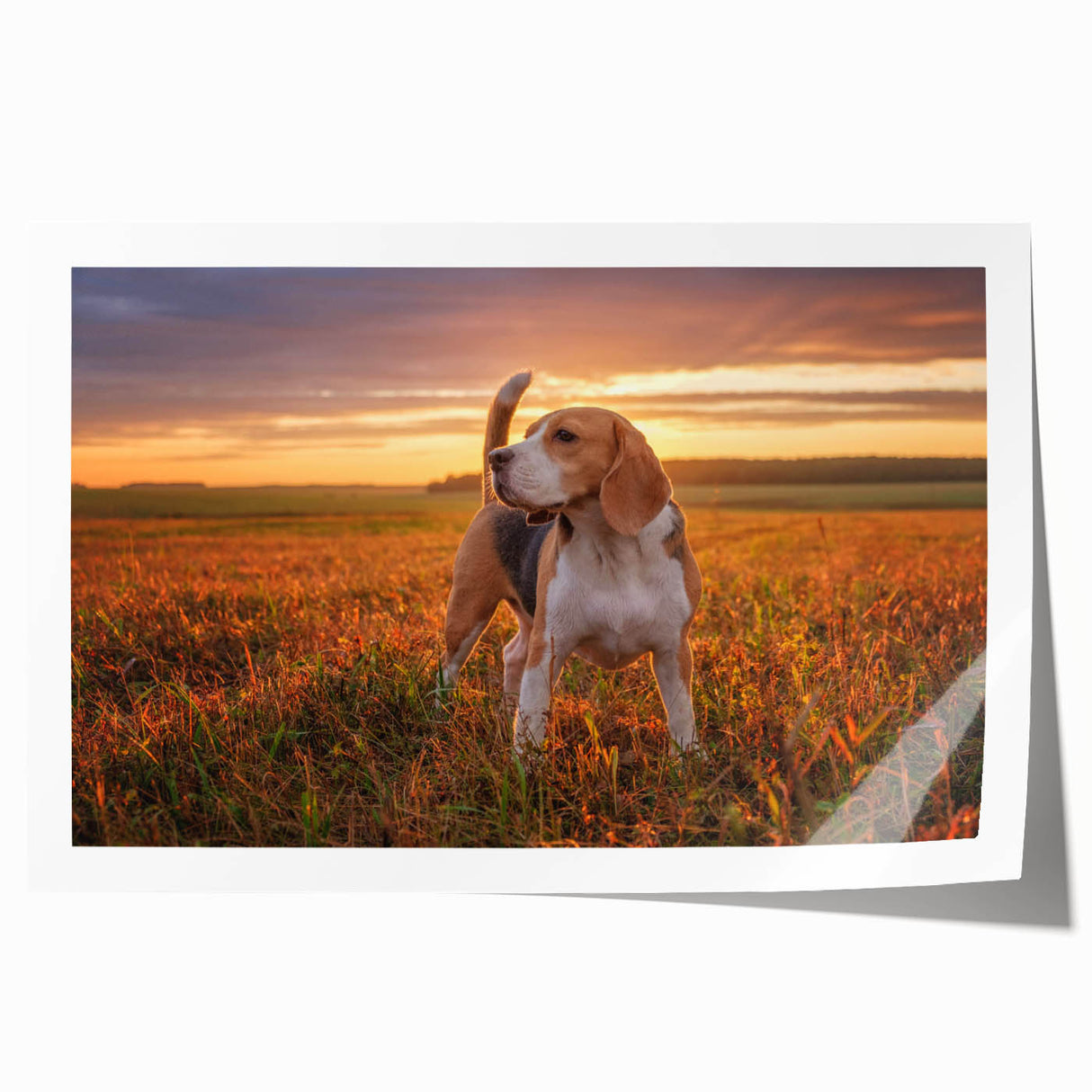 Beagle dog wall art print showcasing a playful beagle design on a rolled canvas, perfect for pet lovers' home decor, featuring vibrant colors and detailed illustration.