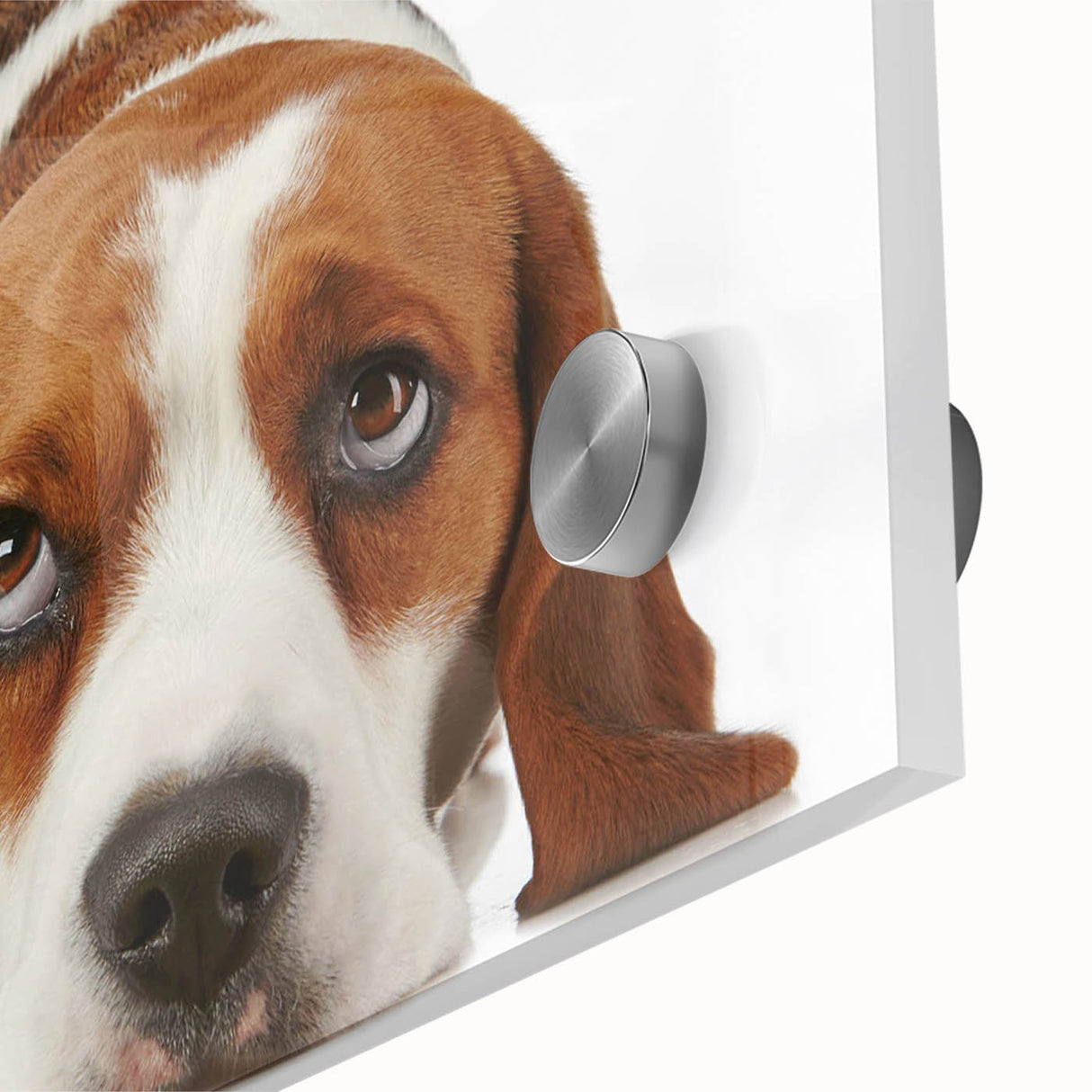 Close-up of a vibrant Beagle-themed wall art design printed on acrylic glass, showcasing intricate details and bright colors, perfect for dog lovers' home decor.