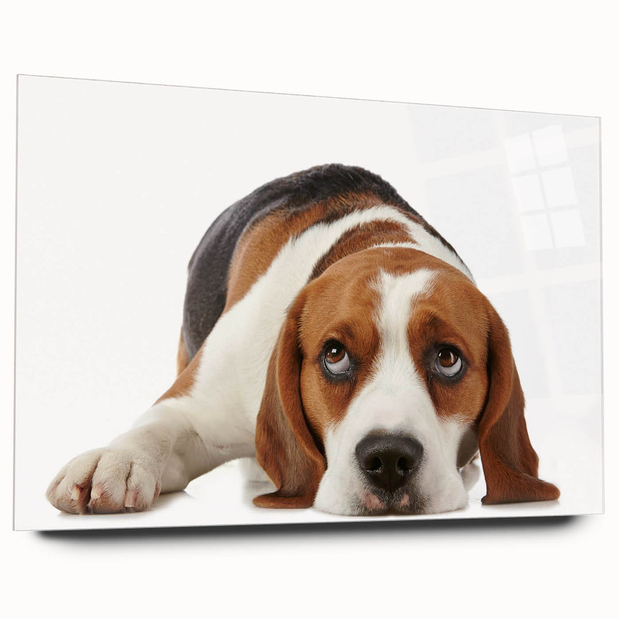 Beagle-themed wall art featuring a side view of an acrylic glass design, showcasing vibrant colors and playful dog illustrations, perfect for pet lovers’ decor.