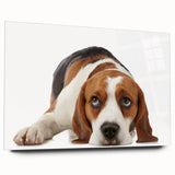 Beagle-themed wall art featuring a side view of an acrylic glass design, showcasing vibrant colors and playful dog illustrations, perfect for pet lovers’ decor.