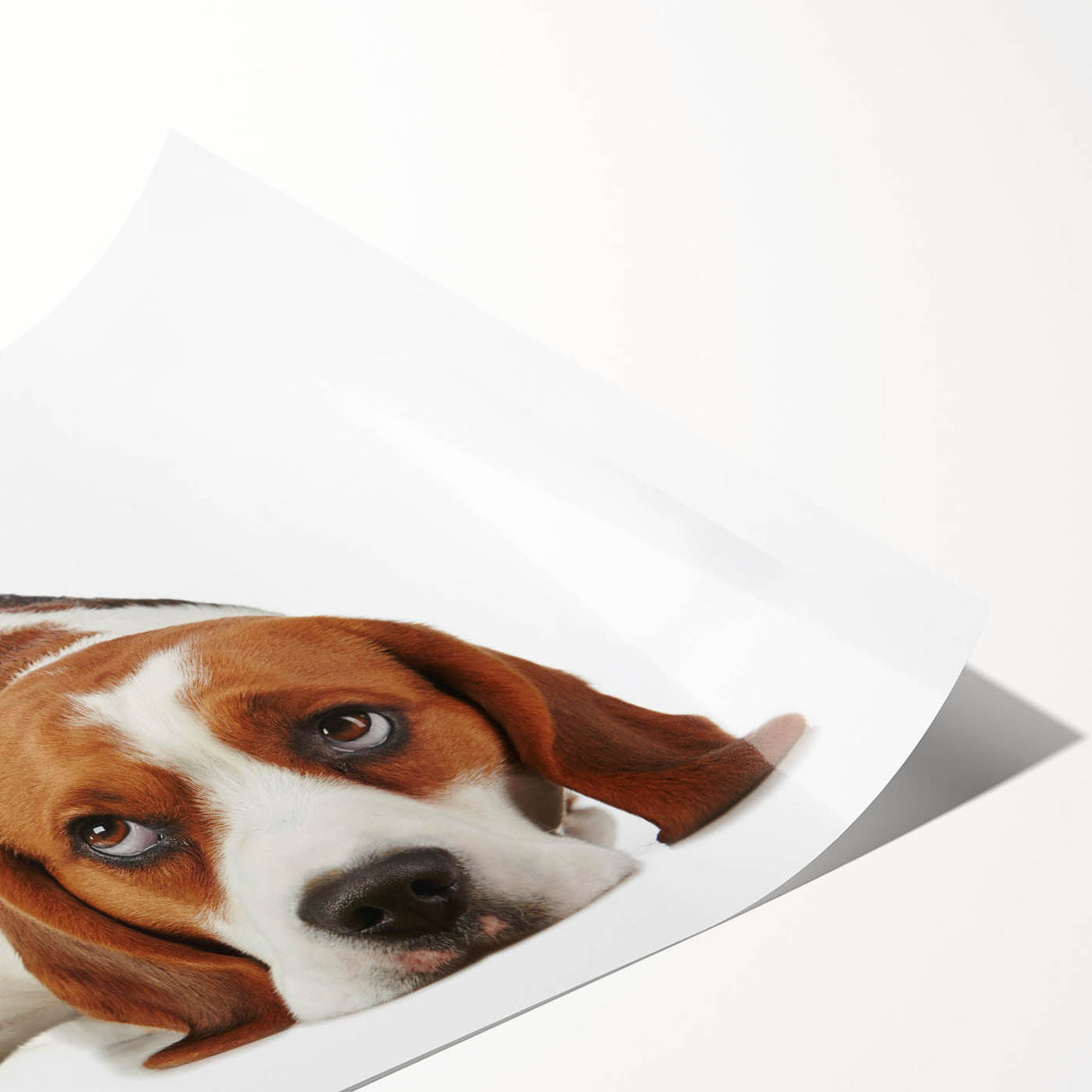 Beagle wall art print showcasing a playful beagle dog design in vibrant colors, rolled and ready for display, perfect for dog lovers and home decor enthusiasts.