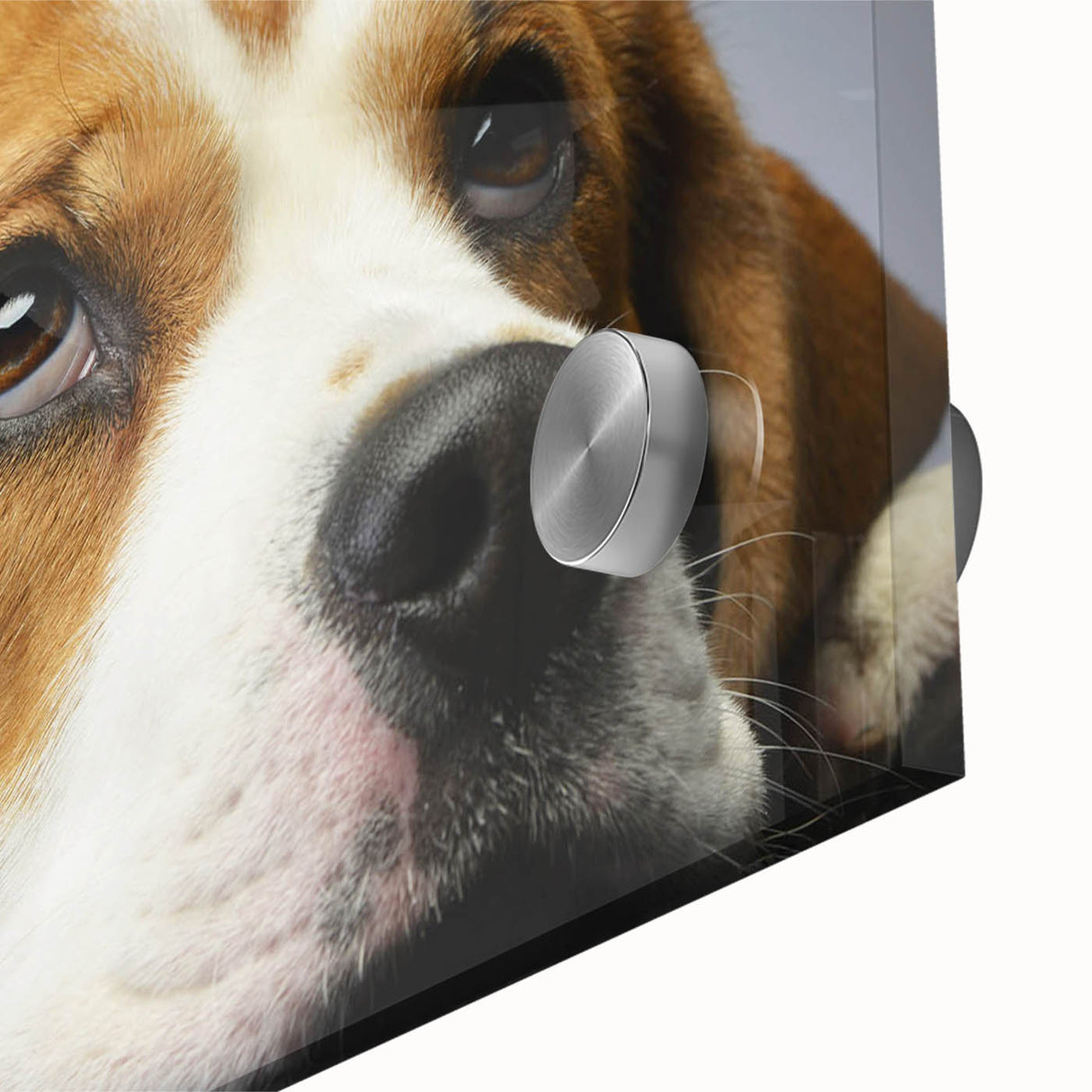 Close-up of a vibrant acrylic wall art collection featuring a beagle design, showcasing intricate details and colors, perfect for dog lovers and home decor enthusiasts.