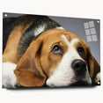 Acrylic wall art featuring a side view of a beagle design, showcasing vibrant colors and intricate details, ideal for dog lovers and home decor enthusiasts.