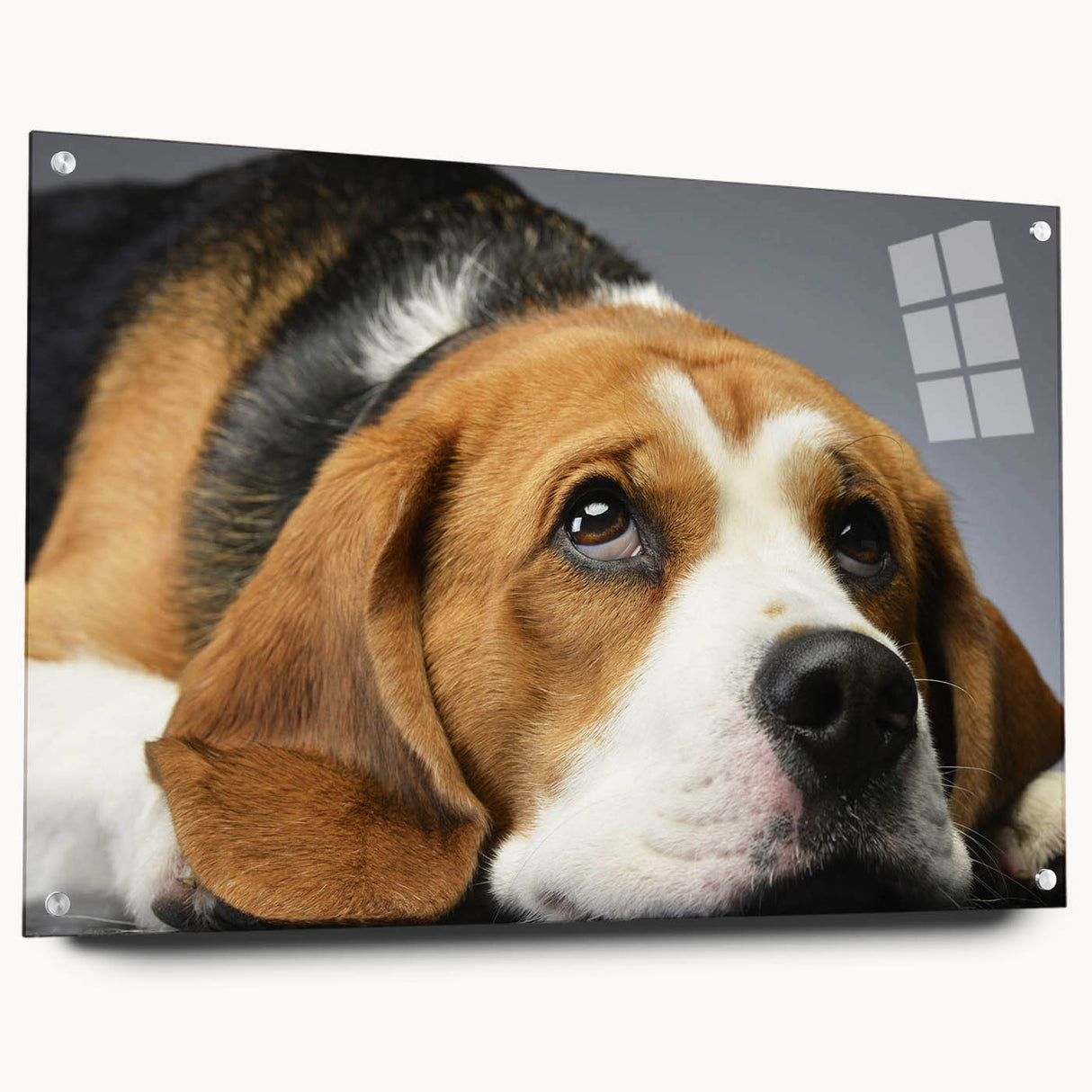 Acrylic wall art featuring a side view of a beagle design, showcasing vibrant colors and intricate details, ideal for dog lovers and home decor enthusiasts.