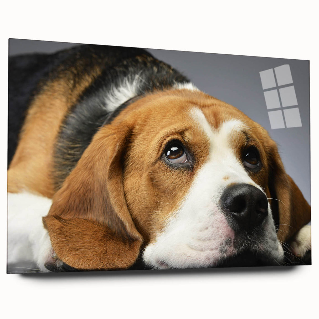 Acrylic wall art showcasing a beagle design, displayed in a side view without pins. The vibrant colors and intricate details highlight the playful character of the dog, perfect for pet lovers' decor.