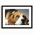 Framed wall art collection featuring a beagle design, showcasing a black frame and mat, ideal for dog lovers and home decor. Perfect addition to any room.