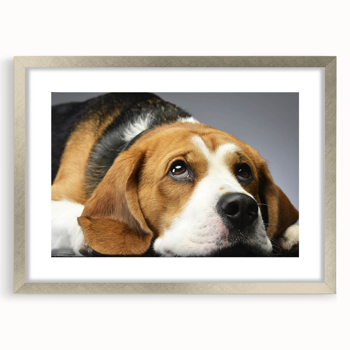 Beagle dog-themed wall art framed in silver, showcasing playful beagle illustrations with a white mat, perfect for pet lovers' home decor.