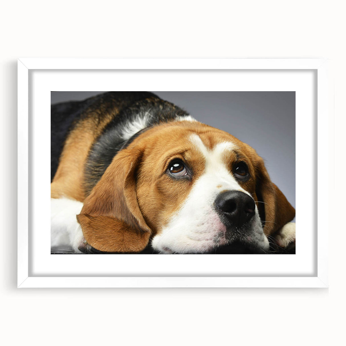 Framed wall art collection featuring a beagle design with a white mat, showcasing a charming front view of the dog in a playful pose, ideal for pet lovers.
