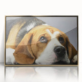 Framed wall art featuring a stylish Beagle dog design with a gold-acrylic finish, showcasing the canine's playful expression and detailed fur textures. Perfect for pet lovers' home decor.