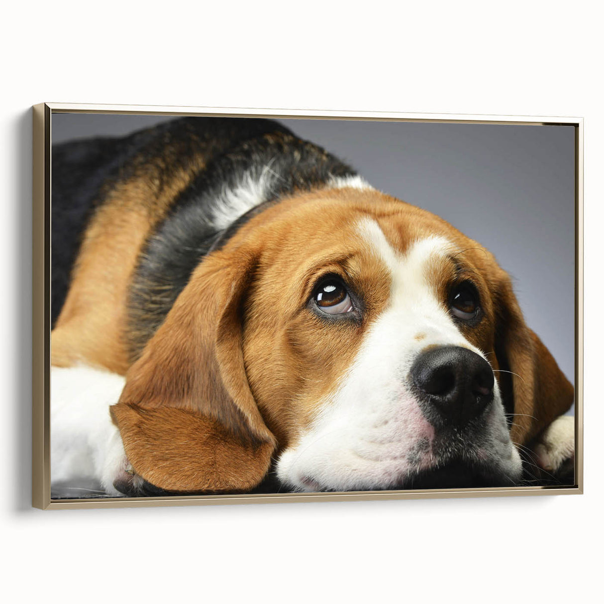 Framed canvas wall art featuring a side view of a stylish Beagle design against a gold background, ideal for dog lovers and home decor enthusiasts.