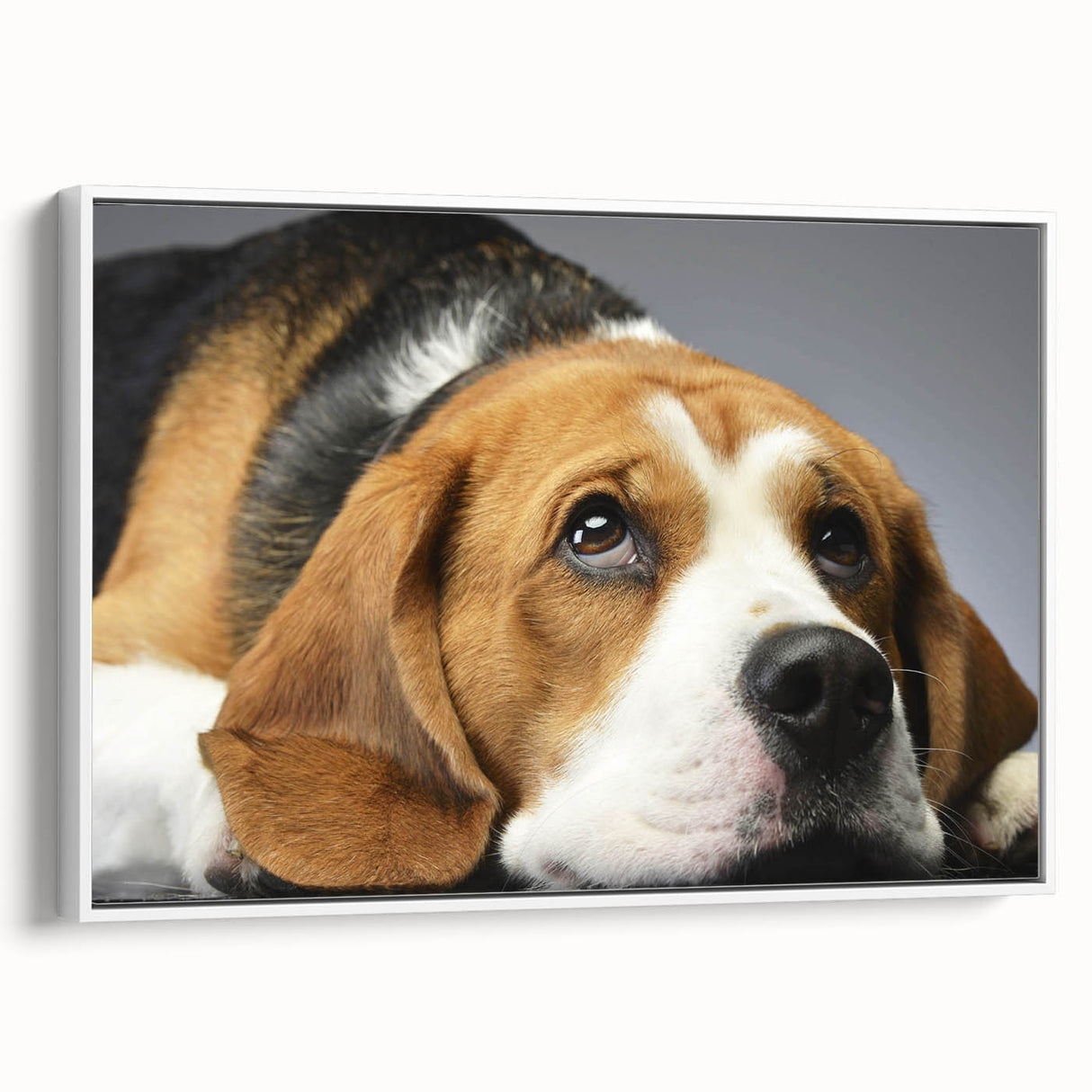 Framed canvas wall art featuring a stylish beagle design in a white frame, showcasing a side view that highlights the dog's playful expression and detailed fur texture, perfect for pet lovers and home decor.
