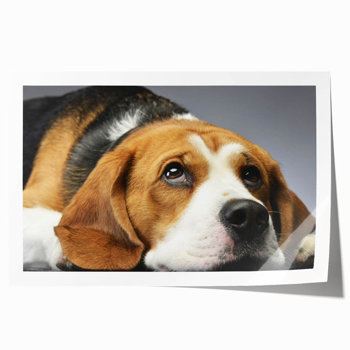 Beagle dog wall art print featuring a vibrant, colorful design showcasing a playful beagle in a whimsical setting, perfect for pet lovers' home decor.