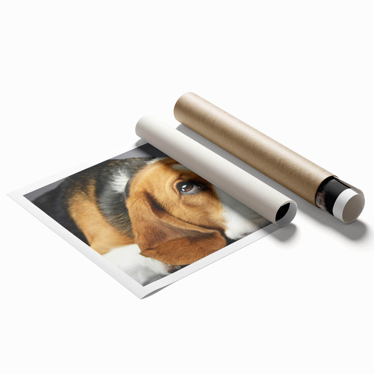 Beagle dog wall art collection showcasing a vibrant, colorful design on a rolled print, ideal for pet lovers’ home decor, emphasizing playful canine charm.