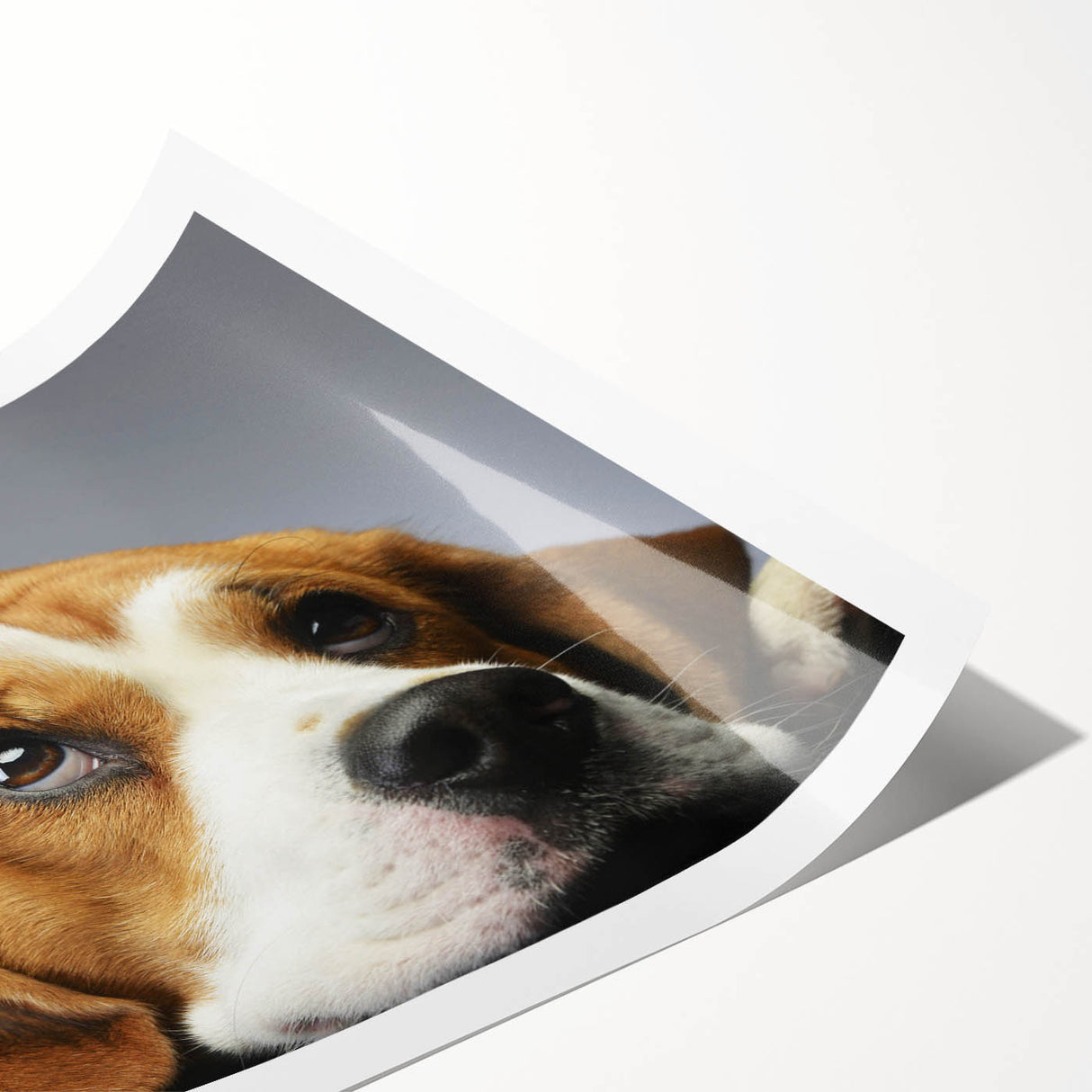 Beagle dog wall art print featuring a playful beagle design with vibrant colors, rolled for easy display and delivery in protective packaging. Ideal for dog lovers.