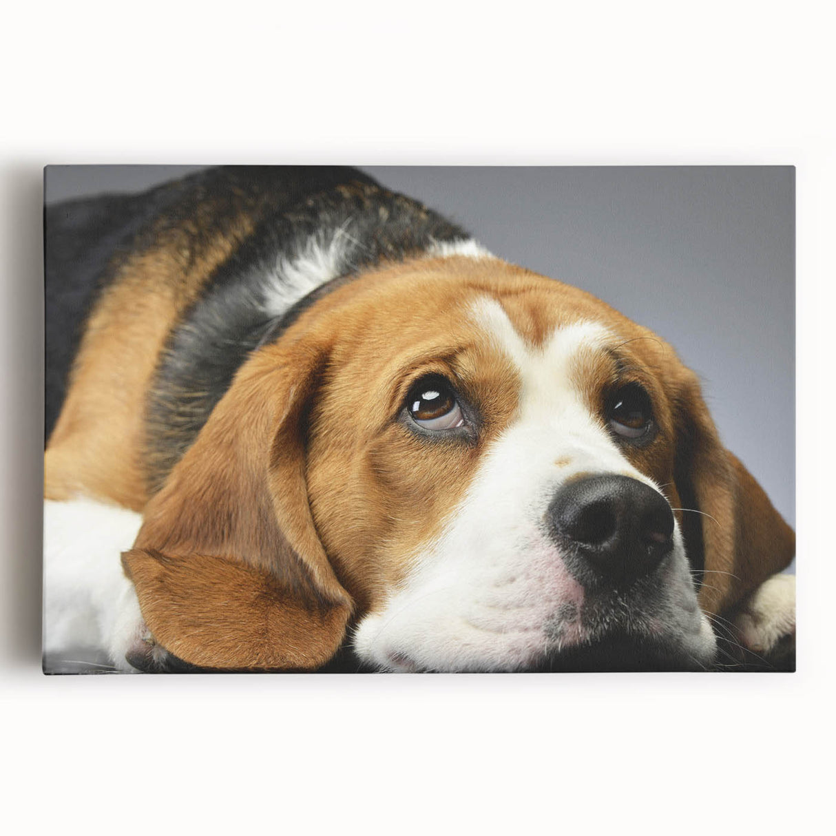 Beagle dog wall art collection on stretched canvas, showcasing a vibrant design with rich colors and detailed textures, perfect for pet lovers' decor.