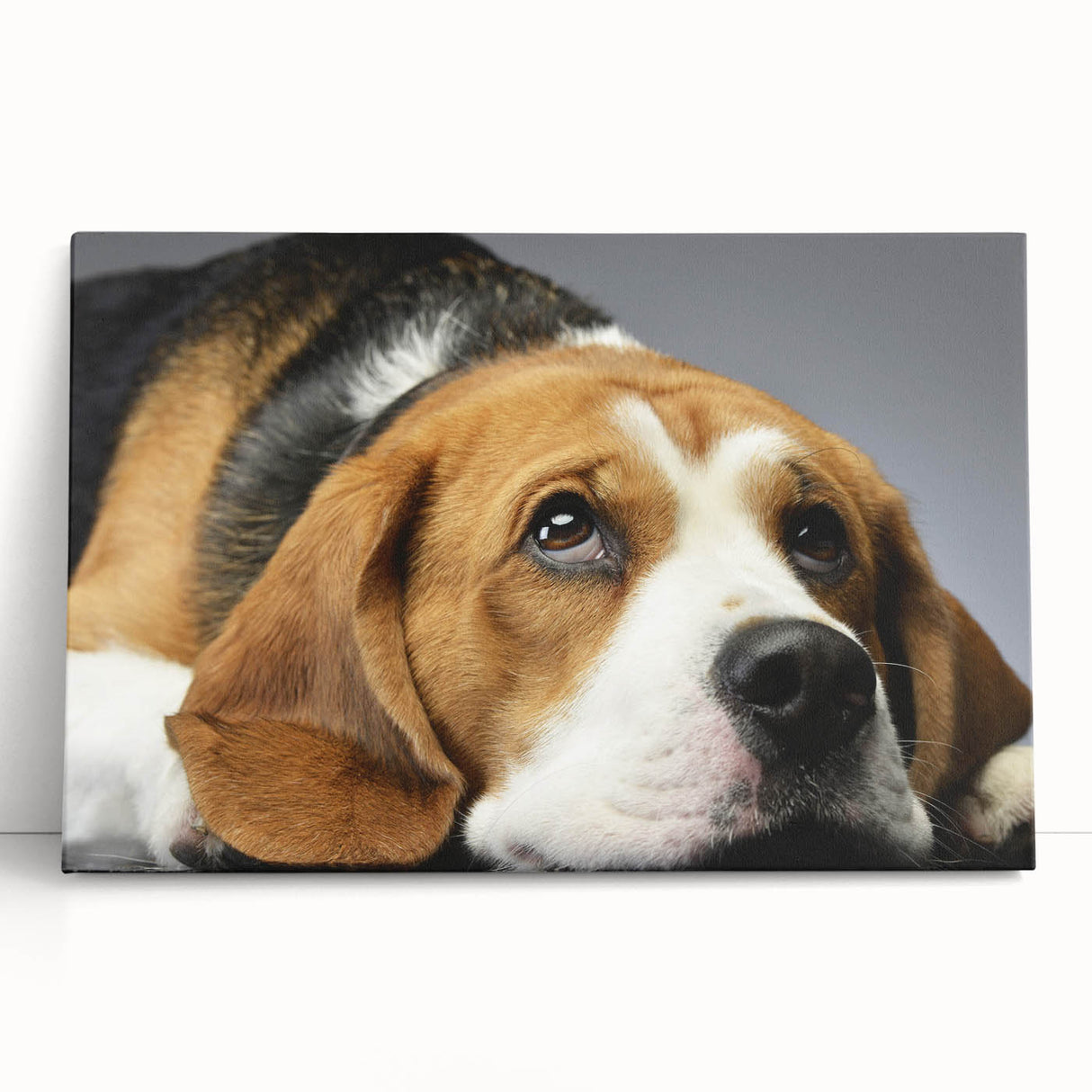Beagle-themed stretched canvas wall art featuring a playful design with vibrant colors, perfect for dog lovers. Ideal for home decor or pet-themed spaces.