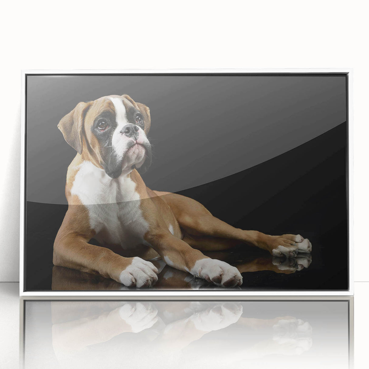 Framed wall art featuring a stylish boxer dog design in an acrylic finish, showcasing vibrant colors against a white background, perfect for pet lovers' decor.