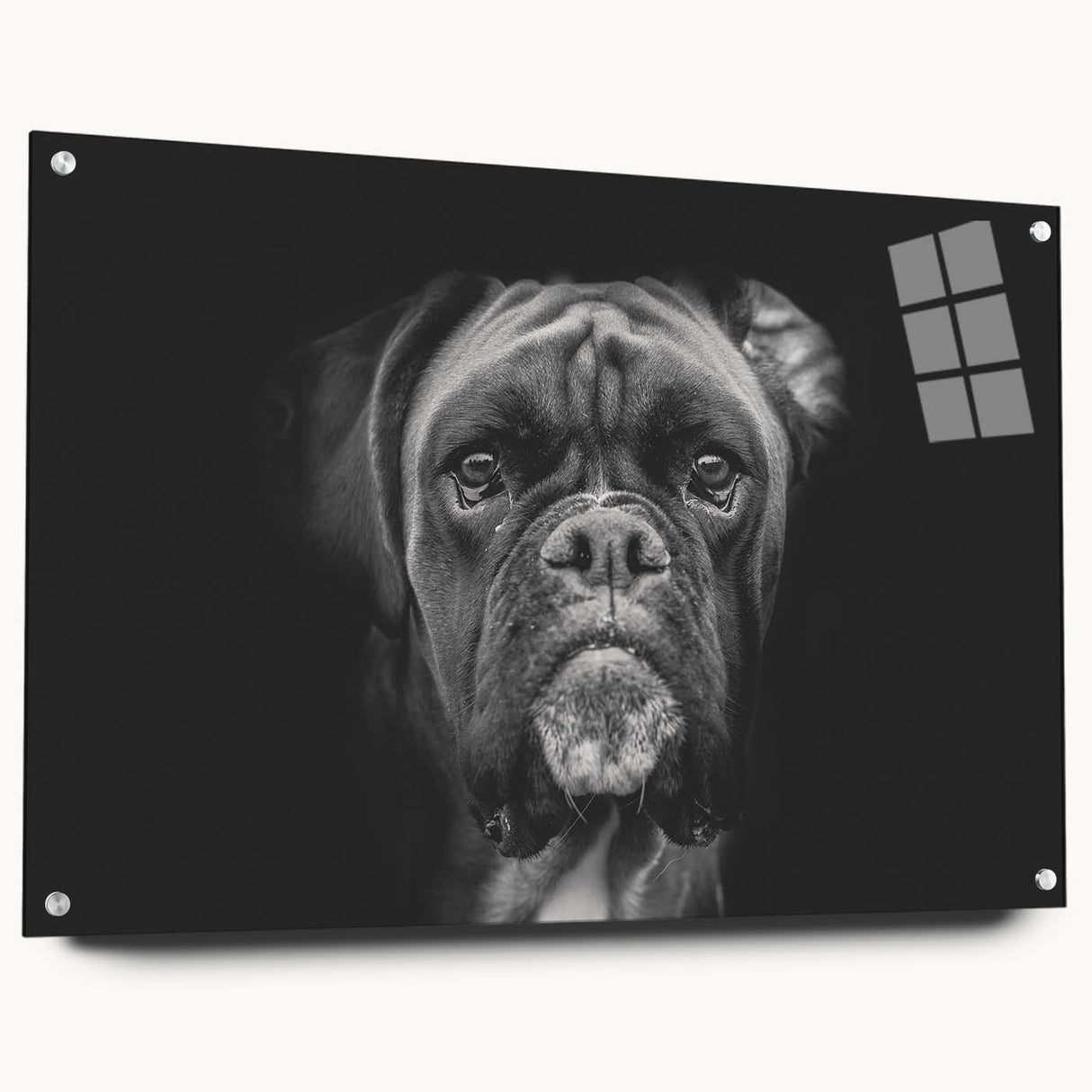 Close-up of a vibrant acrylic glass wall art collection showcasing a boxer dog design, featuring a side view with visible mounting pins for easy display. This contemporary decor piece adds a playful touch to any pet lover's home.