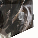 Close-up of a vibrant acrylic glass wall art collection showcasing a boxer dog design, featuring rich colors and intricate details, perfect for dog lovers' home decor.