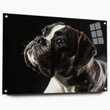Boxer dog wall art collection displayed in acrylic glass, showcasing a side view with decorative pins, featuring vibrant colors and a modern design for pet lovers.