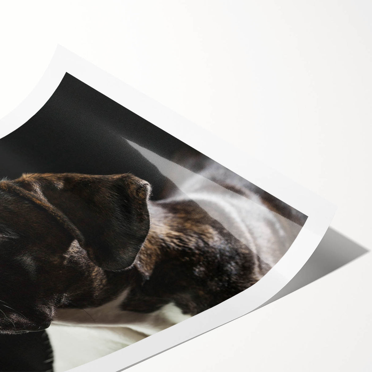 Boxer dog wall art print showcasing a vibrant, colorful design with intricate details, perfect for pet lovers' home decor or dog-themed collections.