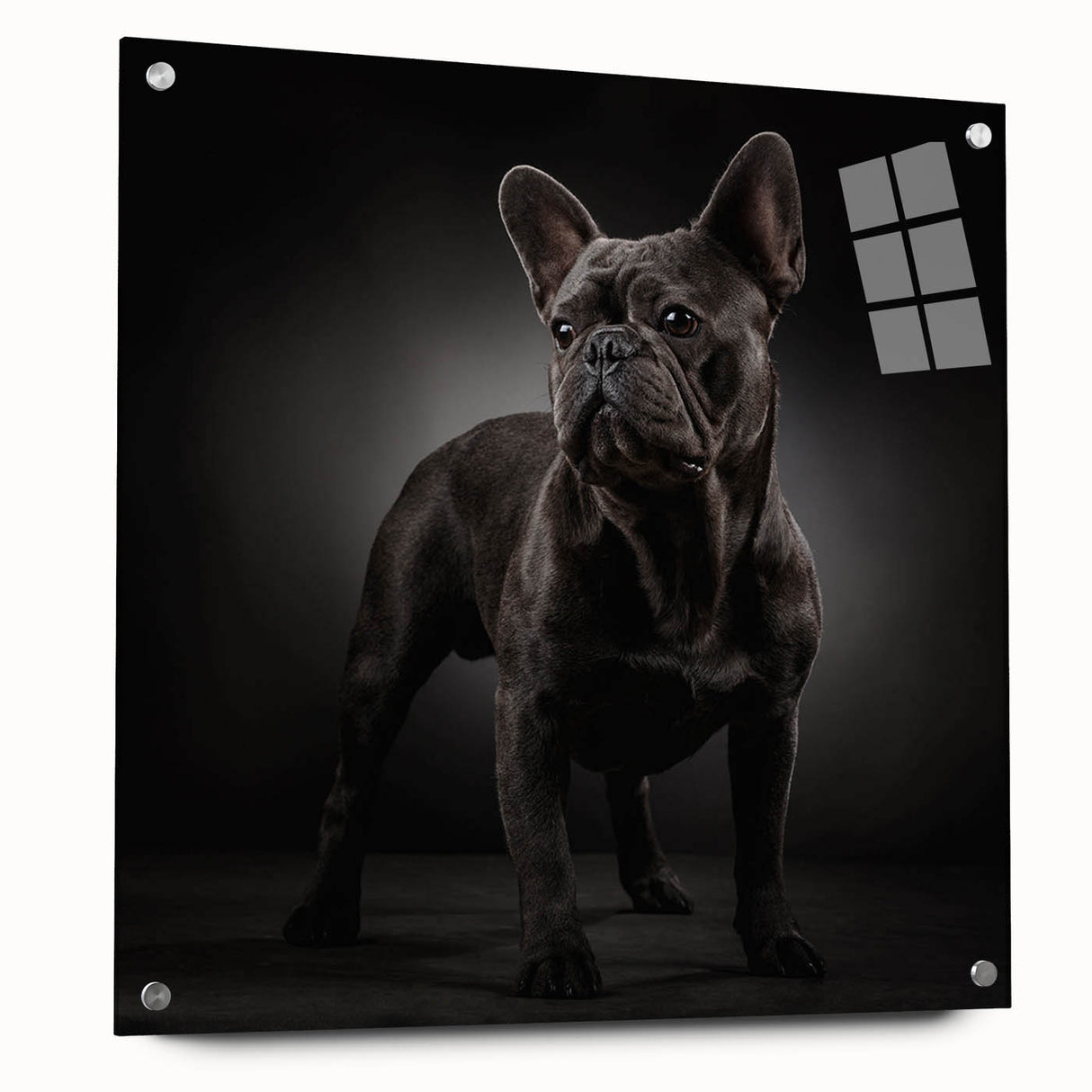 Acrylic wall art featuring a side view of a bulldog design, showcasing vibrant colors and intricate details, mounted with decorative pins for modern decor.
