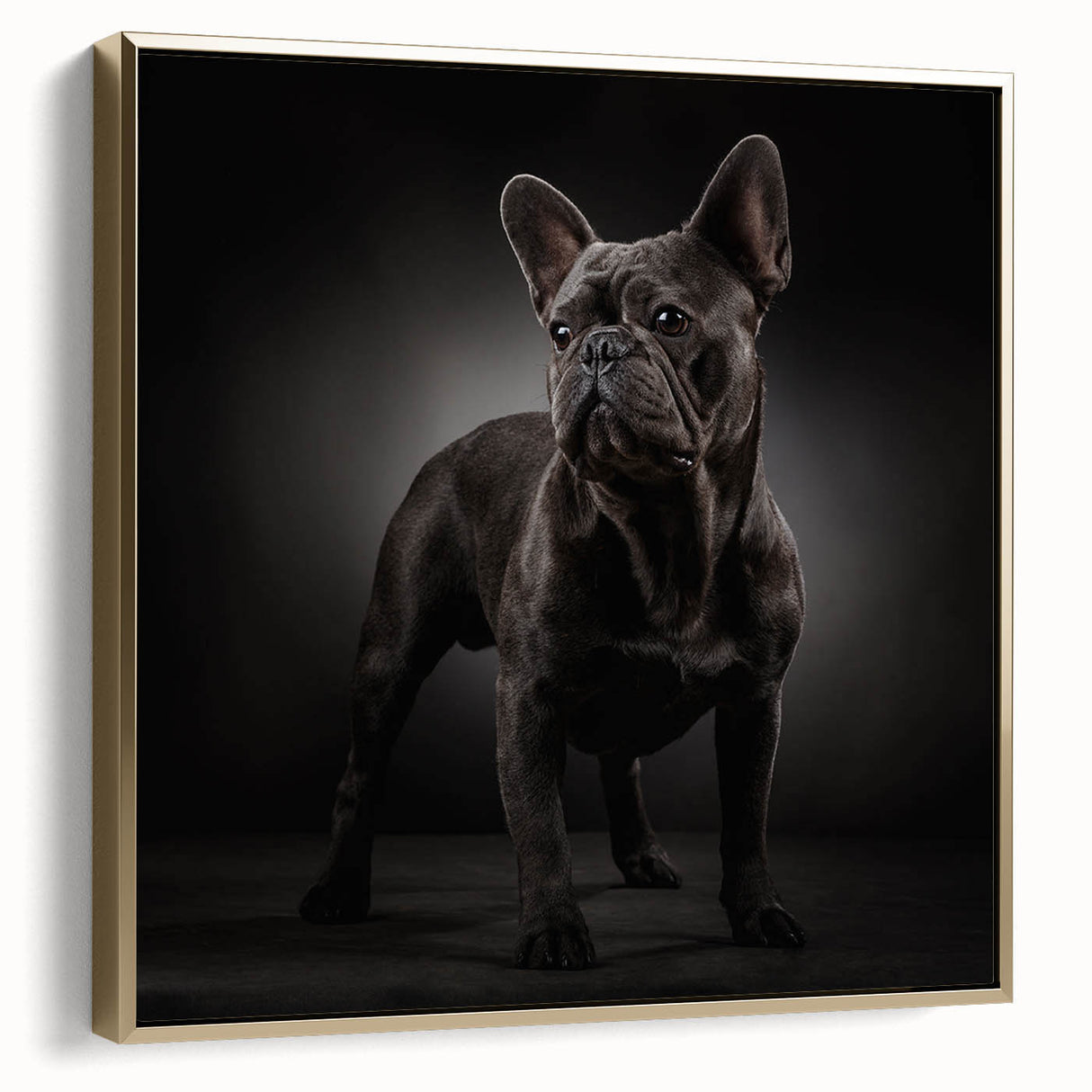 Framed canvas wall art showcasing a stylish bulldog design in vibrant colors, featuring a gold frame that enhances its modern aesthetic, perfect for pet lovers' decor.