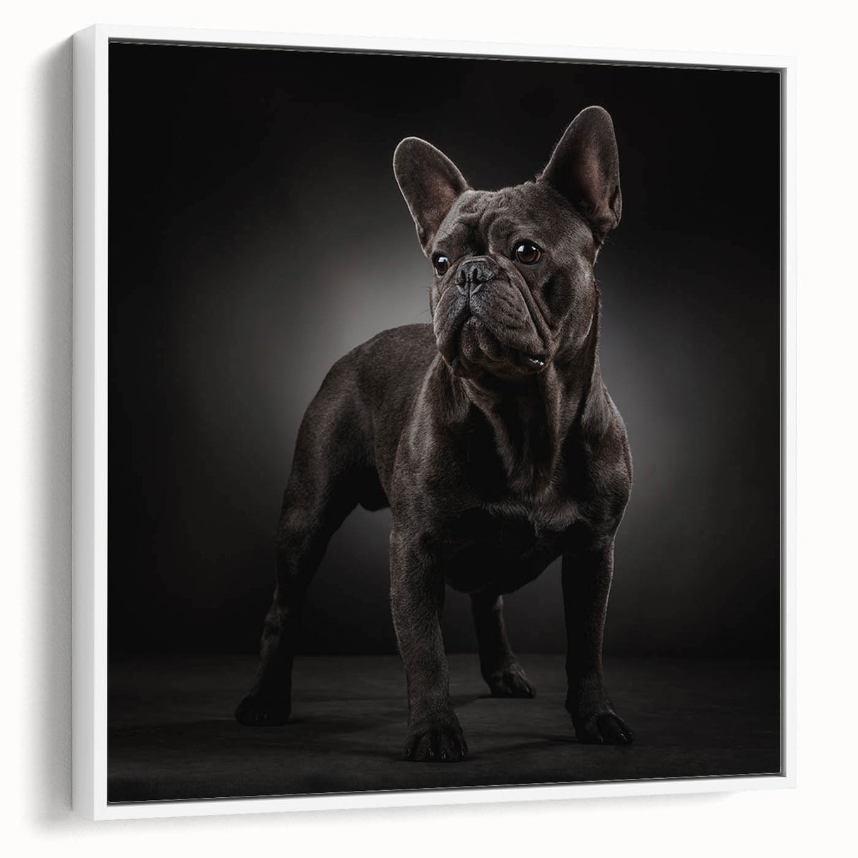 Framed canvas wall art showcasing a stylish bulldog design in a modern aesthetic. The artwork features a white background with a side view of the bulldog, perfect for pet lovers and home decor enthusiasts. Ideal for adding a playful touch to living spaces.