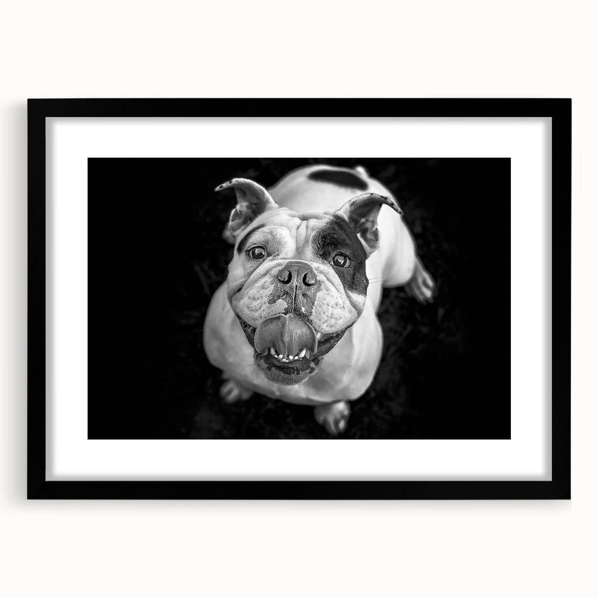 Framed wall art featuring a bulldog design in a stylish black frame with a mat. Perfect for dog lovers, this artwork adds a modern touch to any home decor.