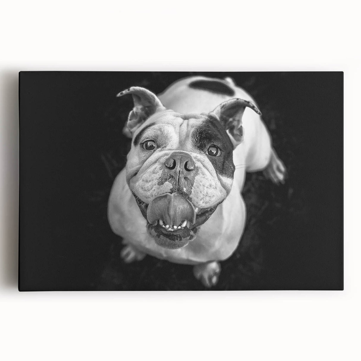 Stretched canvas wall art featuring a playful bulldog design in vibrant colors, showcasing the dog's expressive face and playful demeanor, perfect for pet lovers’ decor.