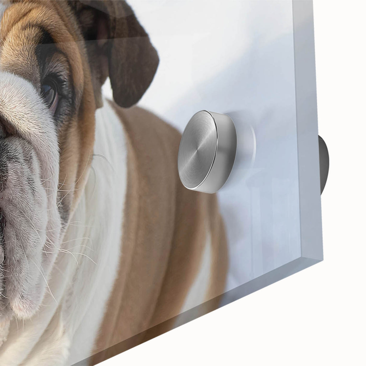 Close-up of a vibrant acrylic glass wall art piece featuring a detailed bulldog design, showcasing rich colors and textures, perfect for pet lovers' home decor.
