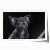 Bulldog-themed wall art collection showcasing five unique designs featuring vibrant colors and playful illustrations, perfect for dog lovers' home decor.
