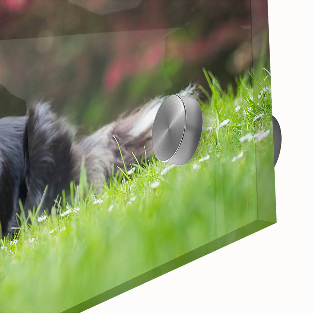 Close-up of a vibrant acrylic glass wall art piece showcasing a collie design, featuring rich colors and intricate detailing, perfect for dog lovers' home decor.