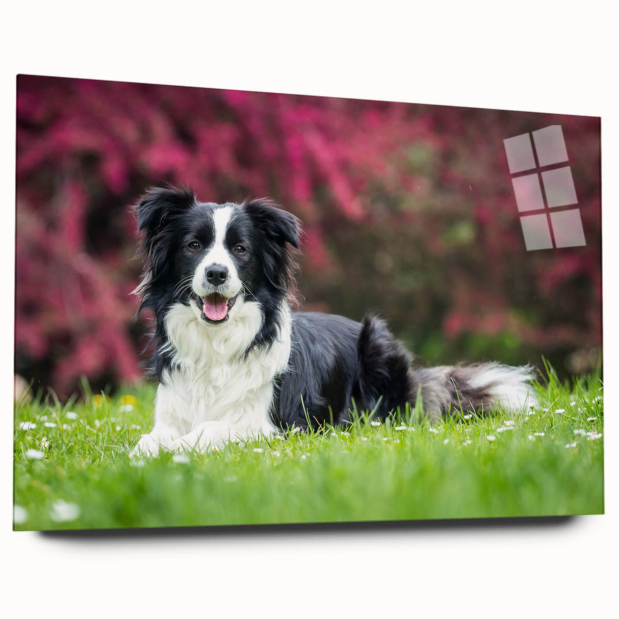 Collie wall art design displayed in acrylic glass, showcasing a vibrant canine illustration with colorful details, perfect for pet lovers' home decor.