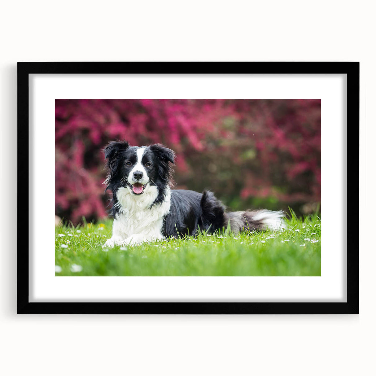 Framed wall art featuring a black and white design of a collie dog, showcasing intricate details and a sleek modern style, ideal for pet lovers' home decor.