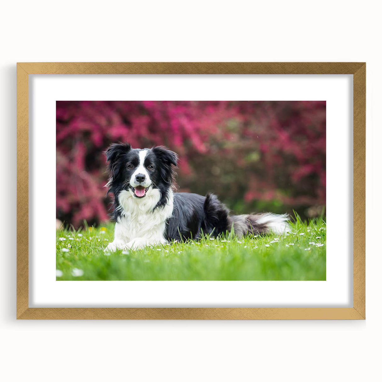 Framed wall art showcasing a Collie dog design in gold, featuring a matte finish and elegant frame, perfect for pet lovers and home decor enthusiasts.