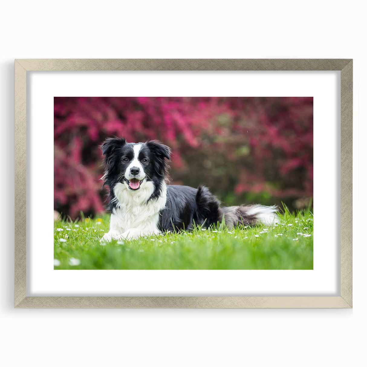 Framed wall art collection featuring a silver mat design with a stylish front view showcasing a collie dog illustration, perfect for dog lovers' home decor.
