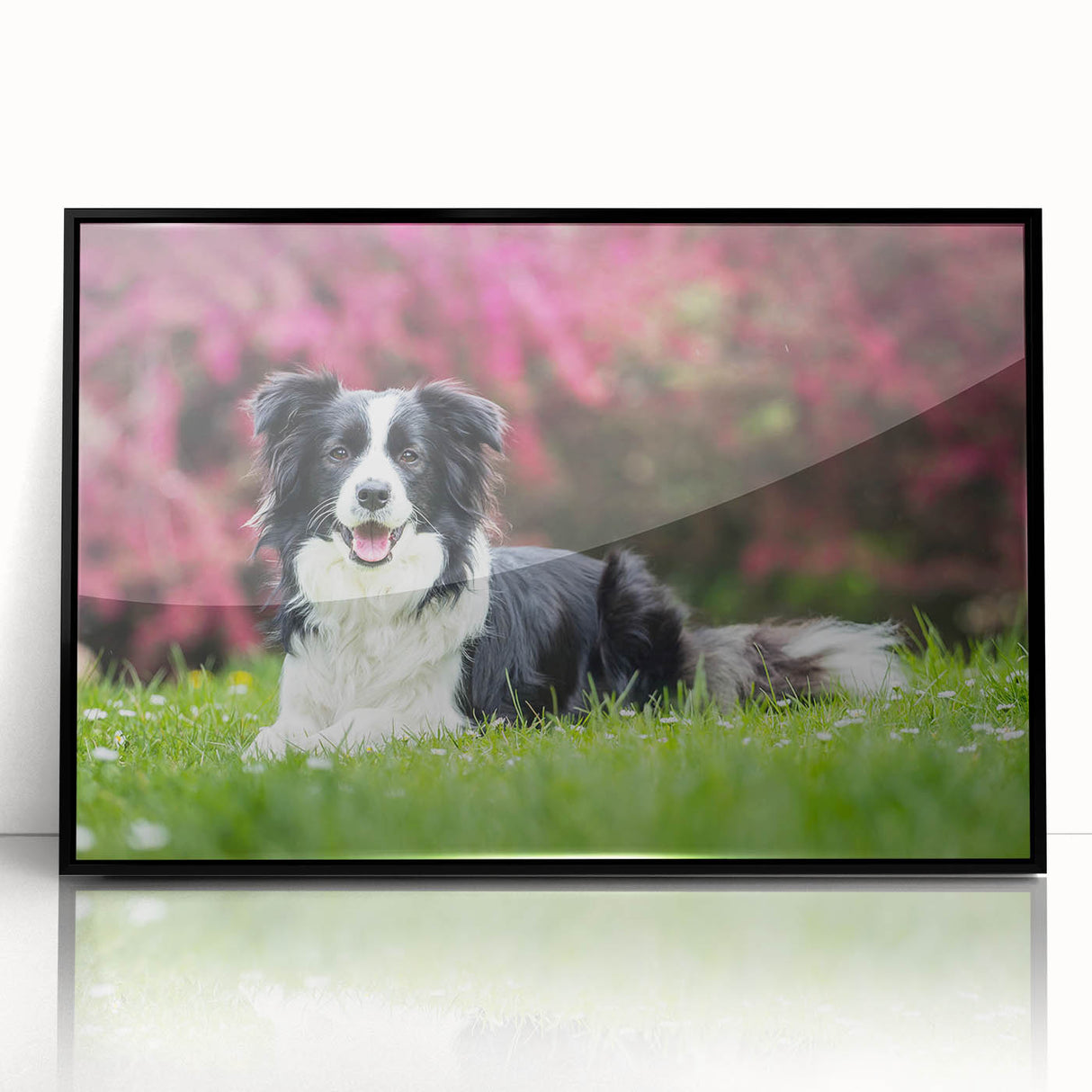 Framed acrylic wall art featuring a vibrant Collie dog design, showcasing intricate details and a sleek black frame, perfect for dog lovers' home decor.