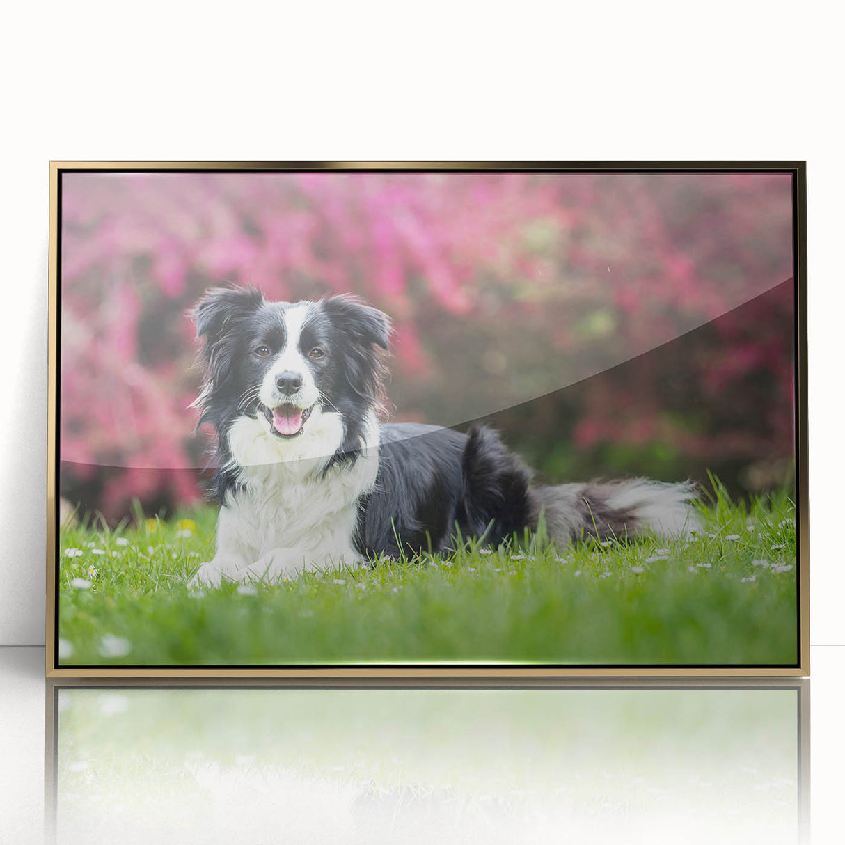 Framed wall art featuring a stunning collie design with a gold-acrylic finish, perfect for dog lovers, showcasing vibrant colors and detailed craftsmanship.
