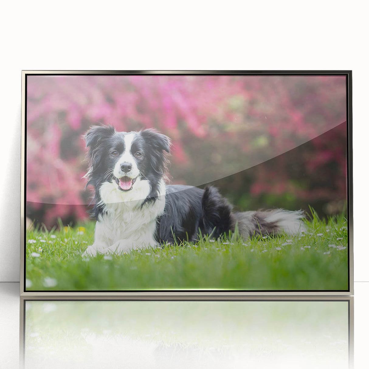 Framed wall art showcasing a Collie dog design in an elegant silver frame, perfect for dog lovers and home decor enthusiasts. The acrylic front enhances colors and detail.