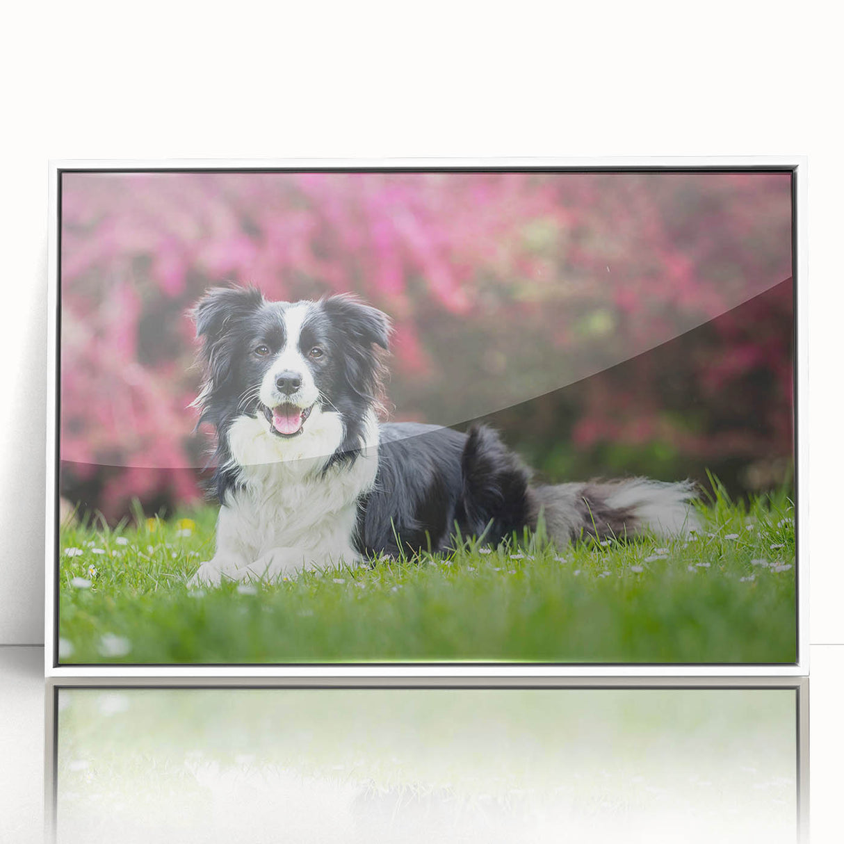 Framed acrylic wall art featuring a beautifully designed Collie dog, showcasing vibrant colors and intricate details, perfect for dog lovers and home decor enthusiasts.