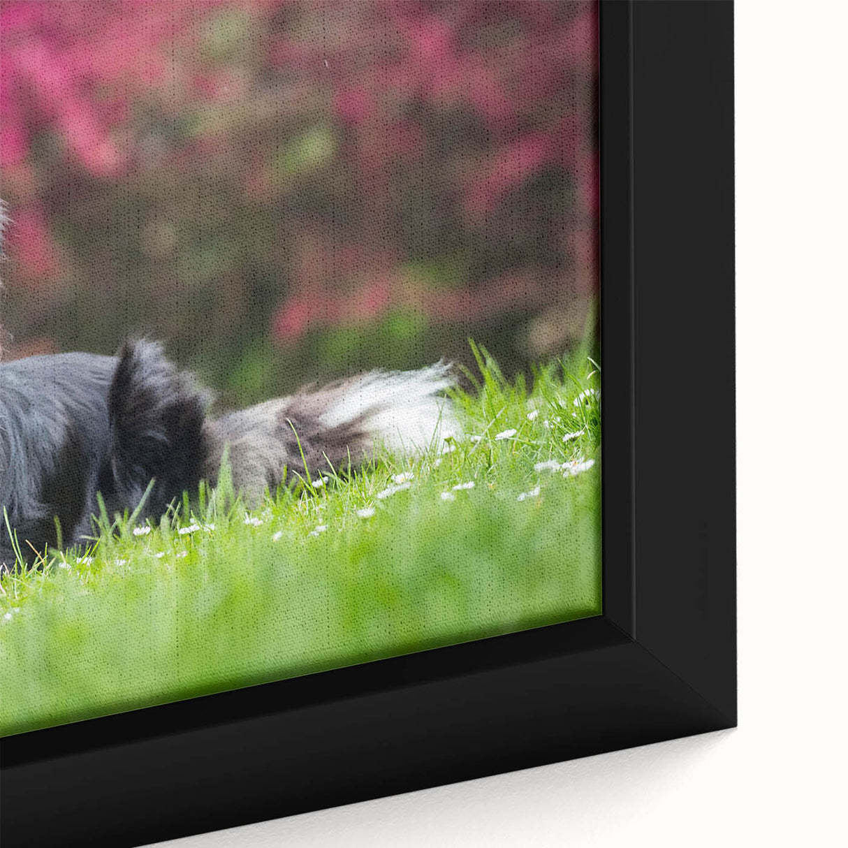 Close-up of a framed canvas wall art featuring a beautifully detailed collie dog design, showcasing vibrant colors and intricate textures, perfect for dog lovers' decor.