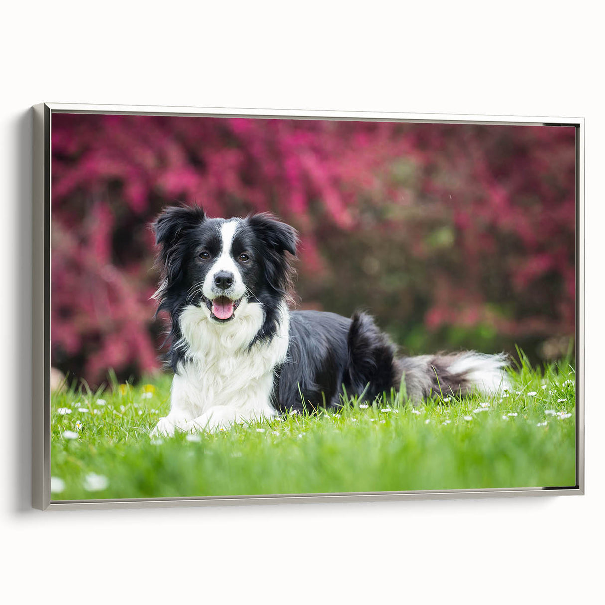 Framed canvas wall art showcasing a detailed Silver Collie design with vibrant colors and a sleek side view, perfect for dog lovers and home decor enthusiasts.