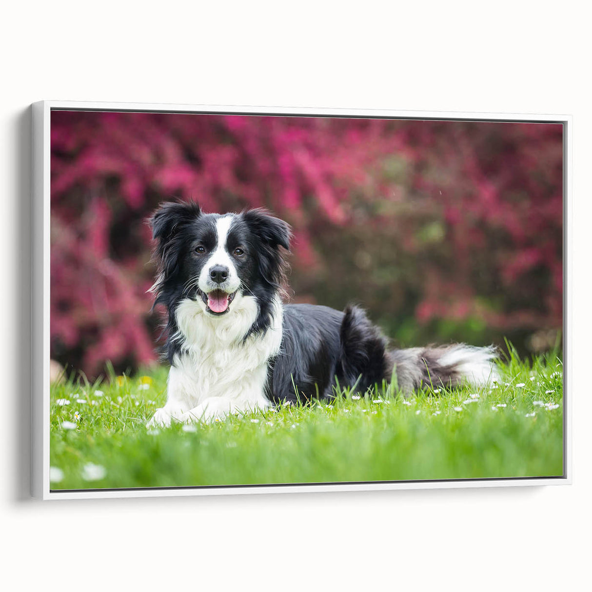 Framed wall art showcasing a vibrant collie dog design on canvas, featuring a white frame and side view display, perfect for pet lovers' home decor.
